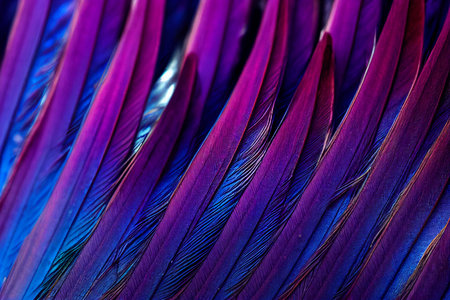 Purple and blue feathers background. Close up of bird feathers.の素材