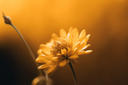 close up of small yellow flower with shallow depth of field and blurred background. Soft focus. generative aiの素材
