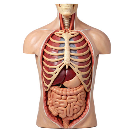 3d rendered medically accurate illustration of a womans small intestine anatomyの素材