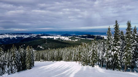 View of snowy forest and mountainsの写真素材
