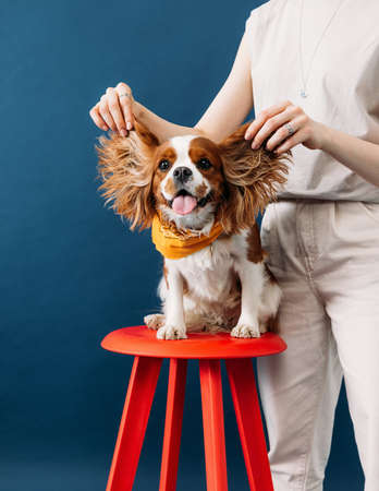 Close up of cute little dog sitting on a red chair. Hands of a woman holding ears of a dog.の写真素材