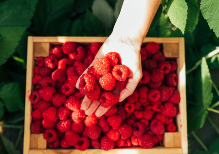 Shot from above on a female hand holding a raspberry above a box full of berriesの写真素材