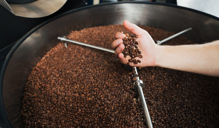 Male hand with fresh coffee beans above an industrial roasting machine drum