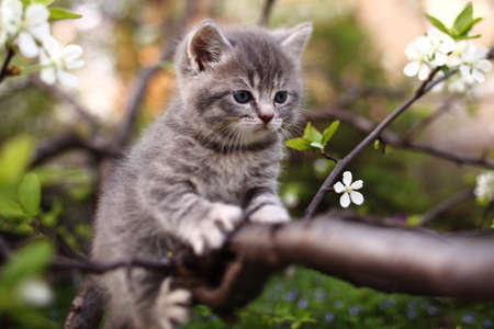 adorable young cat in the green treeの写真素材