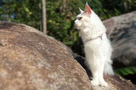 White Maine Coon Cat seats on the rockの写真素材