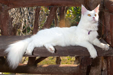 White Maine Coon Cat seats on the benchの写真素材