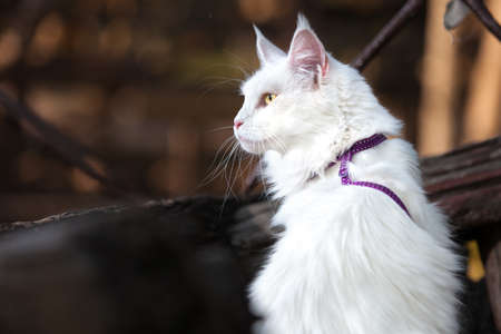 White Maine Coon Cat seats on the benchの写真素材