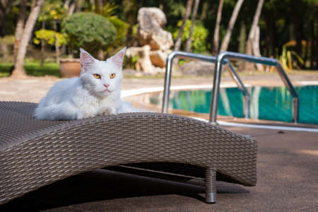 white  maine coon cat female nearby swimming pool and look to the rightの写真素材