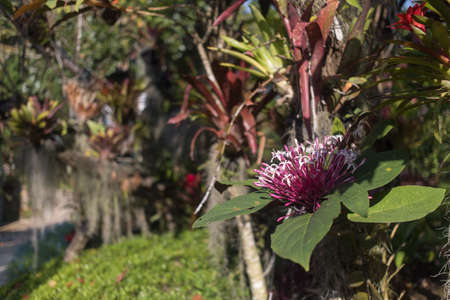 Thai garden, close up flowerss and trees viewの写真素材