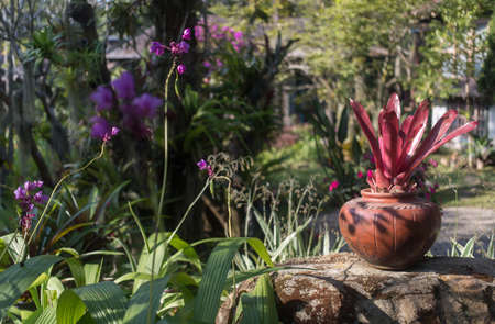 Thai garden, close up flowerss and trees viewの写真素材