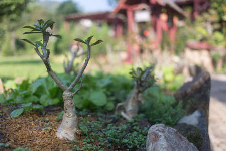 Thai garden, road with bansai and trees viewの写真素材