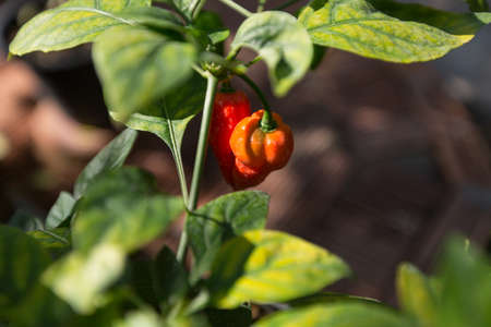 Thai garden, chili with plants and trees viewの写真素材