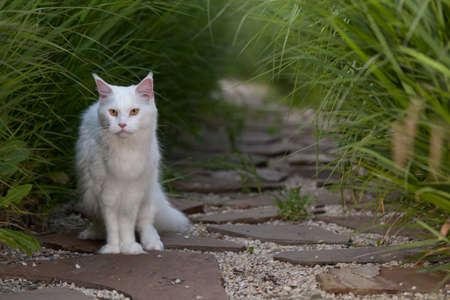 white maine coon cat female seats the groundの写真素材