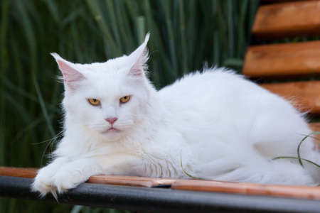 white maine coon cat female seats on the benchの写真素材