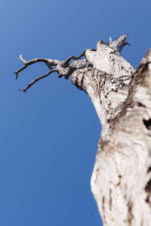 old dry tree on the blue sky background on morning timeの写真素材