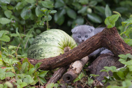scottish fold young kitten seats on the branchの写真素材