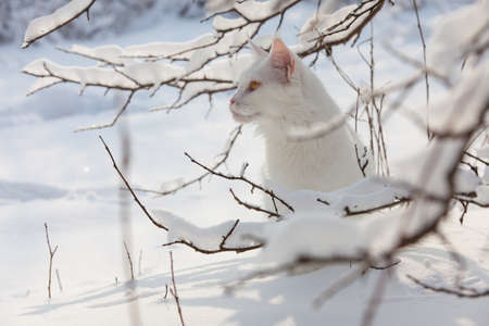 Maine Coon white cat in the wild snowの写真素材