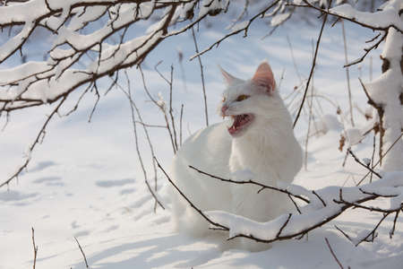Maine Coon white cat in the wild snowの写真素材