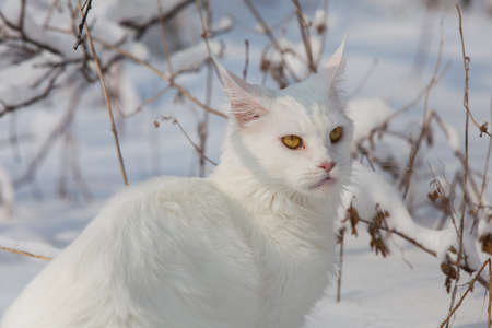 Maine Coon white cat in the wild snowの写真素材