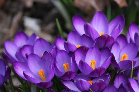 Purple crocus or crocus vernus from New Jerseyの写真素材