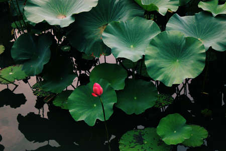 Lotus pondの写真素材