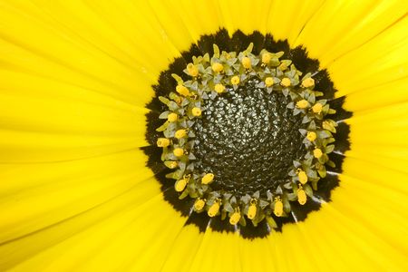 Close-up of a yellow wild flowerの写真素材