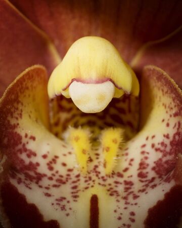 Close-up of an orchidの写真素材