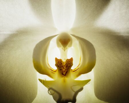 Close-up of an orchidの写真素材