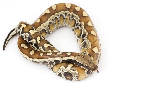 Blood Python (Python curtus)
