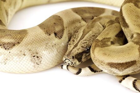 Boa Constrictorの写真素材