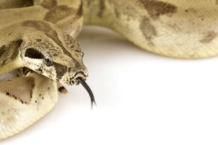 Boa Constrictorの写真素材