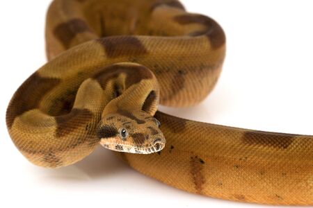 Boa Constrictor
