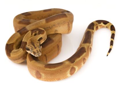 Boa Constrictor
