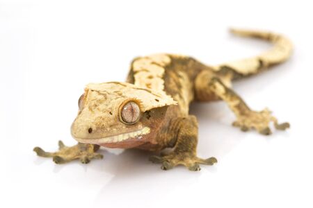Crested Gecko (Rhacodactylus ciliatus)の写真素材
