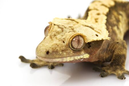Crested Gecko (Rhacodactylus ciliatus)の写真素材