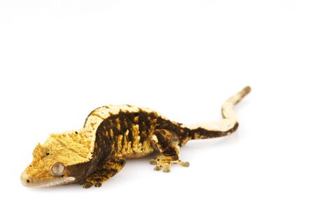 Crested Gecko (Rhacodactylus ciliatus)の写真素材
