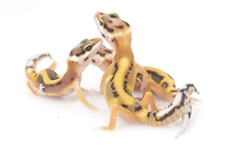 a group of 3 Leopard Geckos (Eublepharis macularius) on white backgroundの写真素材