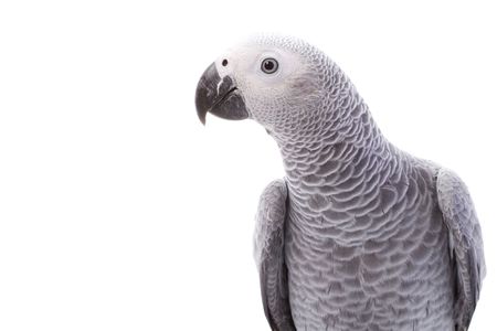 African Grey Parrot (Psittacus erithacus) on white background.の写真素材