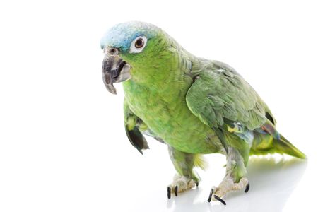 Blue-naped Amazon Parrot (Amazona auropalliata) on white background.