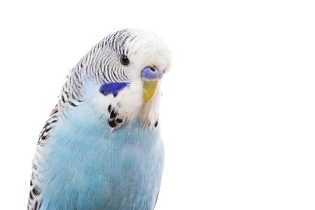 Budgerigar (Melopsittacus undulatus) on white backgroundの写真素材