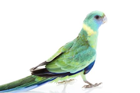 Clonclurry Parakeet (Barnardius barnardi macgillivrayi) on white background.の写真素材