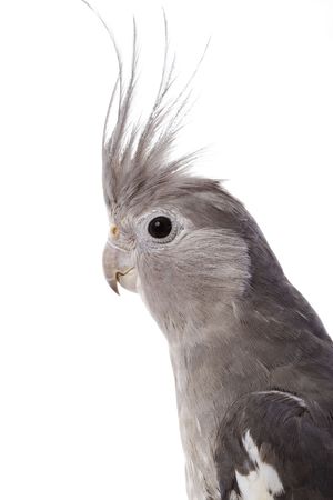 White-faced Cockatiel (Nymphicus hollandicus) on white background.の写真素材
