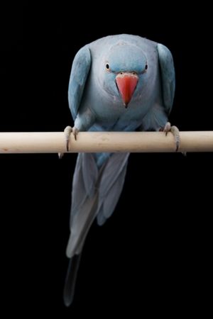 Indian Ringneck Parakeet (Psittacula krameri manillensis) on black background.の写真素材