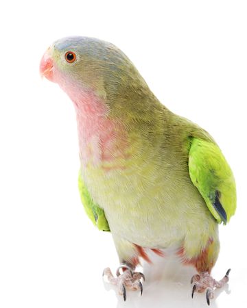Princess of Wales Parakeet (Polytelis alexandrae) on white background.