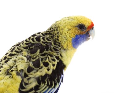 Yellow Rosella (P. elegans flaveolus) on white background.