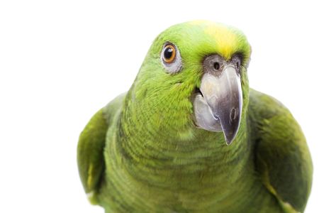 Yellow-naped Amazon Parrot (Amazona auropalliata) on white background.の写真素材