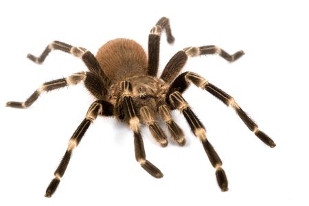 Mexican Red Rump Tarantula (Brachypelma vagans) on white background.