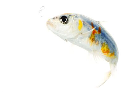 Silver Koi Fish (Cyprinus carpio) on white background.の写真素材
