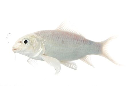 White Koi Fish (Cyprinus carpio) on white background.の写真素材