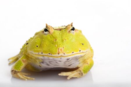 Green Fantasy Horned Frog (Ceratophrys) on white background.の写真素材